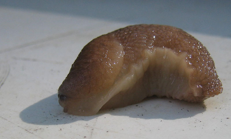 Limax montanus da Sopramonte (TN)